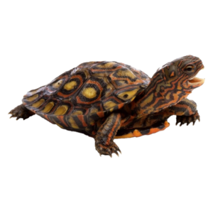 Żółw leśny malowany
